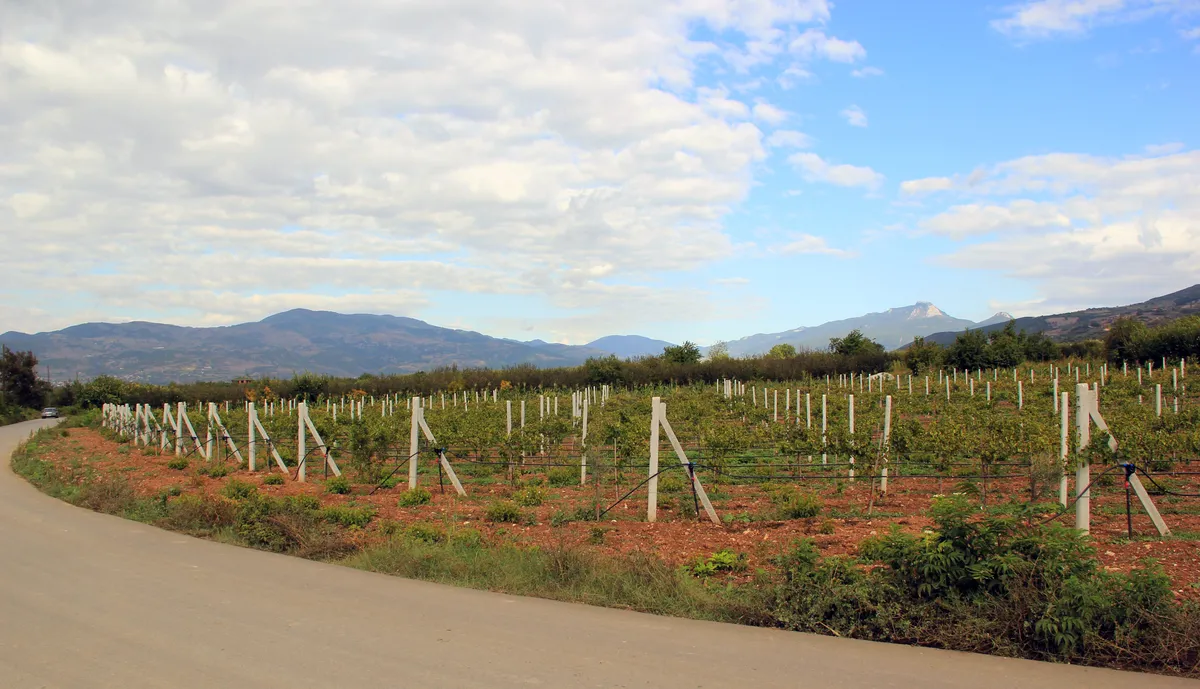 Najsłynniejsze winnice Tokaju – przewodnik po regionie, producentach i winach
